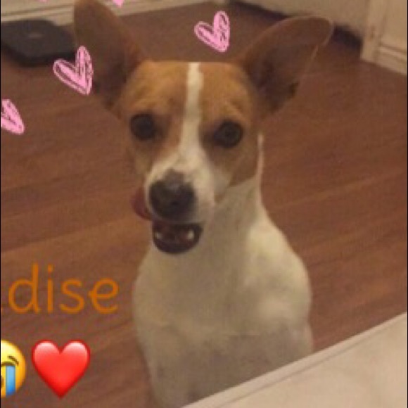 Meet your Posher, Izzy - Picture 1 of 1